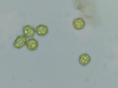 Oligonema persimile