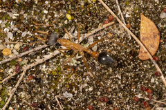 Myrmecia desertorum