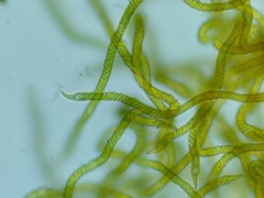 Oligonema persimile