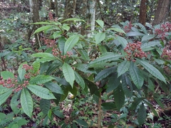 Parathesis crenulata