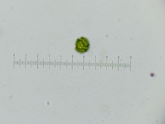Oligonema persimile
