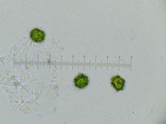 Oligonema persimile