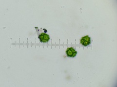 Oligonema persimile