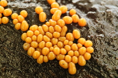 Oligonema persimile