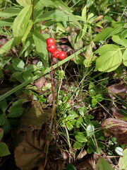 Vaccinium vitis-idaea