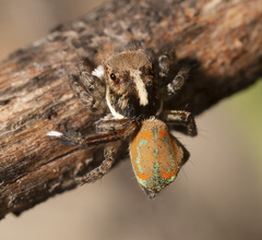 Maratus pavonis