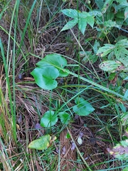 Calla palustris