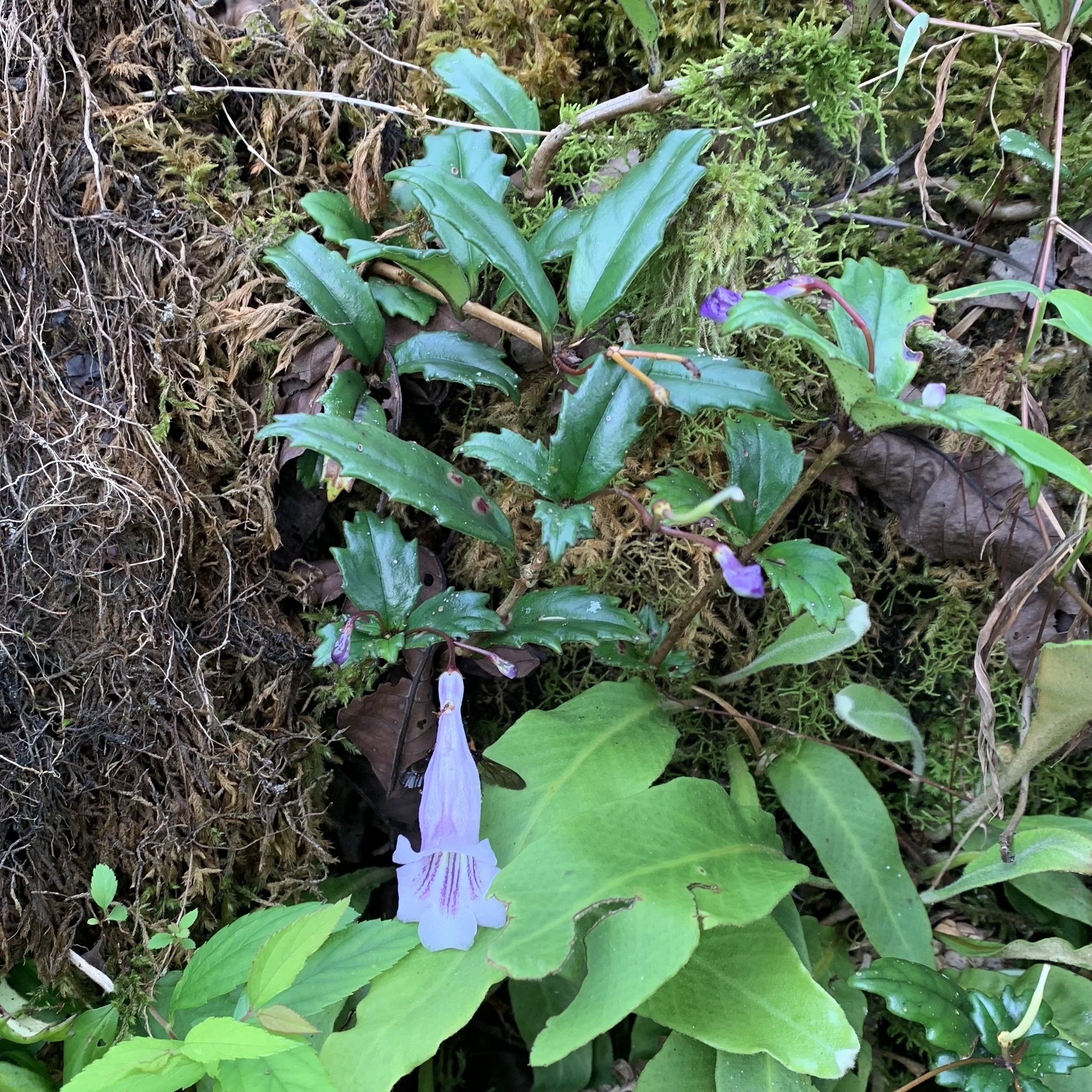 Lysionotus pauciflorus (Lysionotus pauciflorus)