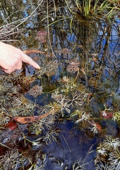 Ranunculus inundatus