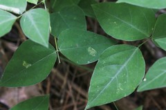 Macrosaccus morrisella