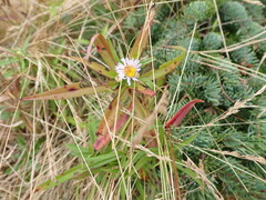 Symphyotrichum novi-belgii