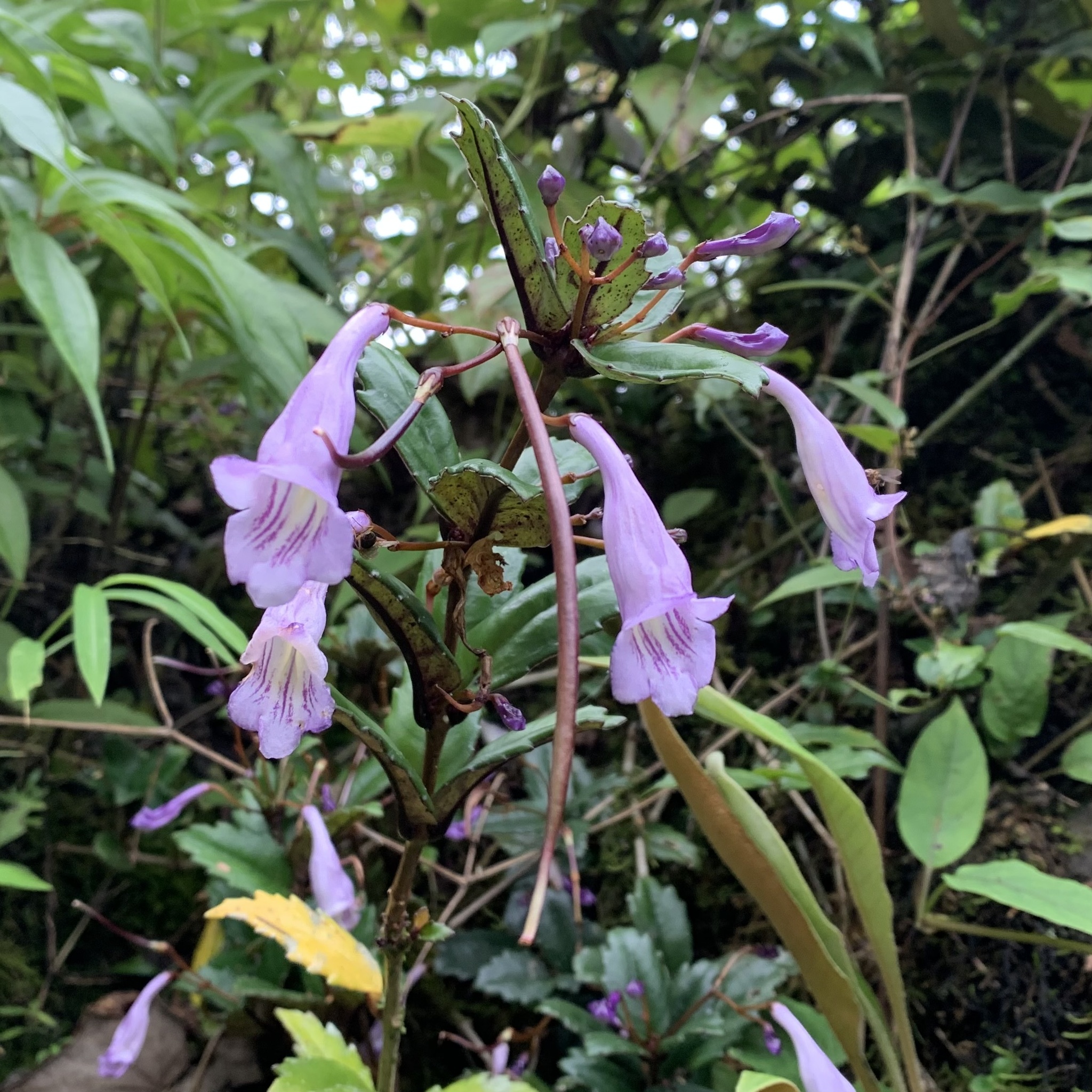 Lysionotus pauciflorus — ảnh 2