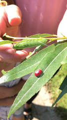Smerinthus ocellata