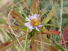 Symphyotrichum novi-belgii