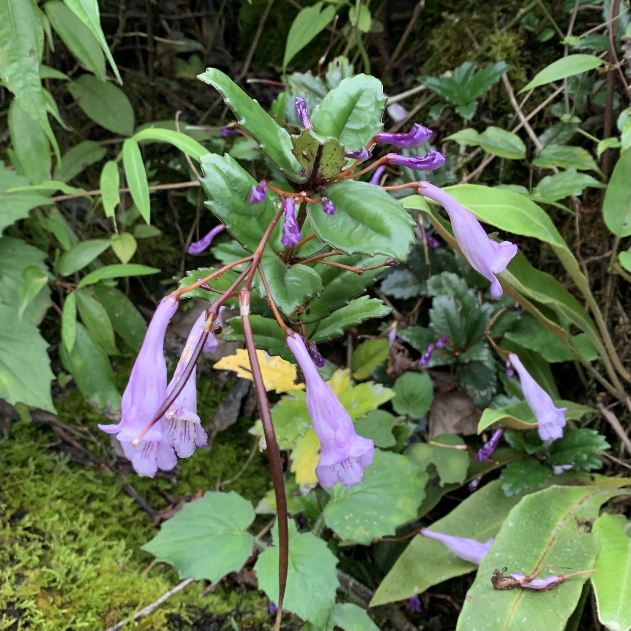 Lysionotus pauciflorus — ảnh 3