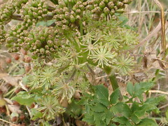 Angelica lucida
