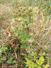 Angelica lucida