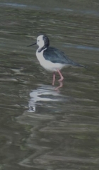 Himantopus leucocephalus