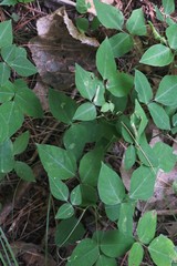 Macrosaccus morrisella