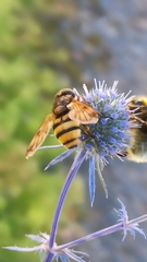 Volucella inanis
