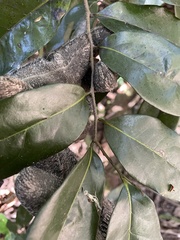 Diospyros fasciculosa