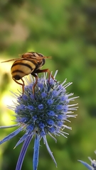Volucella inanis