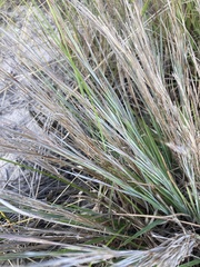Schizachyrium littorale