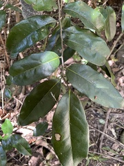Diospyros fasciculosa