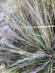 Schizachyrium littorale