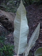 Astrotricha latifolia