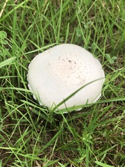 Agaricus arvensis