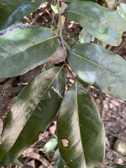 Diospyros fasciculosa