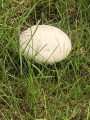 Agaricus arvensis