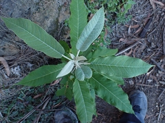 Astrotricha latifolia