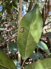 Diospyros fasciculosa