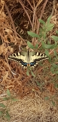 Papilio machaon