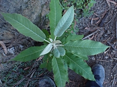 Astrotricha latifolia