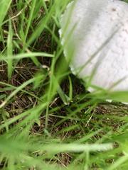 Agaricus arvensis