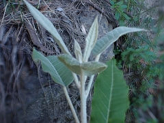 Astrotricha latifolia