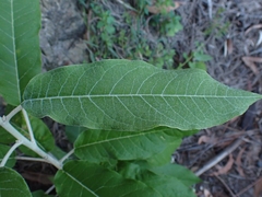 Astrotricha latifolia