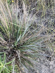 Schizachyrium littorale