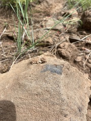 Phrynosoma hernandesi