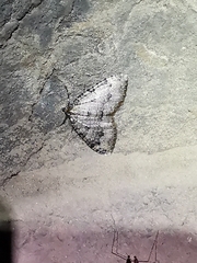 Triphosa dubitata