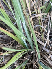 Schizachyrium littorale