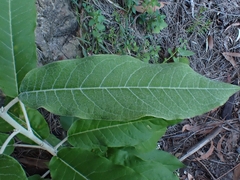Astrotricha latifolia