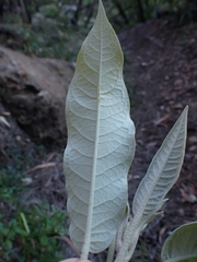 Astrotricha latifolia