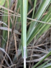 Schizachyrium littorale