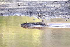 Hydromys chrysogaster