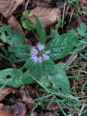 Mentha aquatica