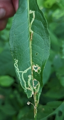 Liriomyza phloxiphaga